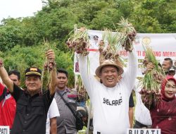 Pemkab Konut dan Petani Panen Bawang Merah 