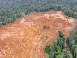 Aneh! Dirut Sudah Tahunan Buron, PT Roshini Indonesia Diduga Malah Bebas Garap Kawasan Hutan Tanpa Izin