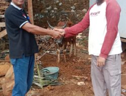 Hari Raya Idul Adha, PT BSJ Sumbang 6 Hewan Kurban di Konut