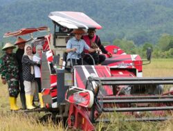 Dukung Swasembada Pangan, Ikbar Pimpin Panen Raya Perdana di Oheo