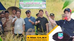 Pemkab Konut Panen Padi Gogo di Desa Asemi Nunulai 