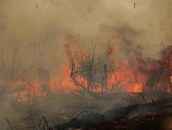 Asap Tak Mengenal Batas Daerah: Karhutla Indonesia dan Alarm Lingkungan bagi Sulawesi Tenggara